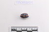 Beads