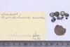 Group of objects acquired together