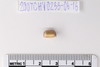 Gold in glass Beads