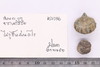 Group of objects acquired together