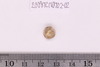 Gold in glass Beads