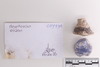 Group of objects acquired together
